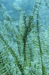 Ghost Pipefish hiding in plain sight