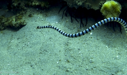Poisonous Sea Snake