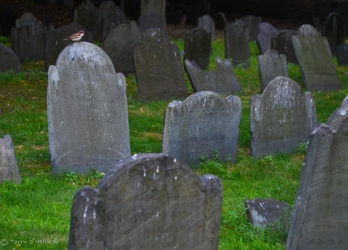 Old cemetery in Boston