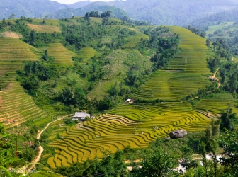 Terraced rice paddies, Vietnam