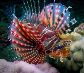 Colorful Turkeyfish