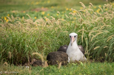 Albatross sitting on her nest, Kaena Point Oah‘u