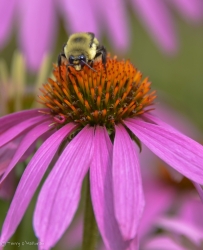 Pollinating bee, Buffalo, NY