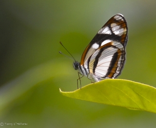 Butterfly in Belize Jungle