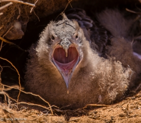 Baby wedge-tailed Shearwater, Kaena Point, Oah‘u