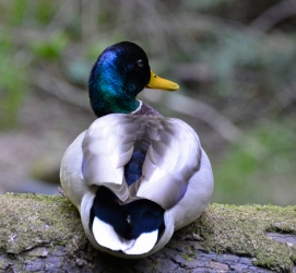 Malard Duck in Muir Woods, California
