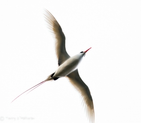 Red-Tailed Tropic Bird