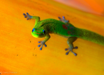 Gecko 6