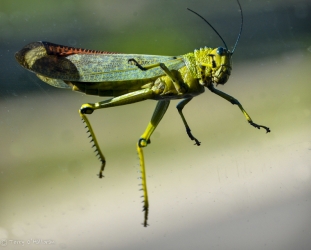 Locust hitchhiker