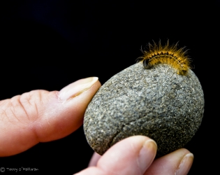 Caterpillar on beach in Puget Sound