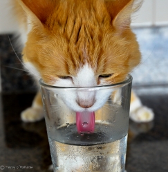 Cat Gulping Water