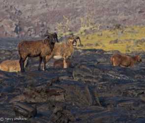 Big Horn Sheep, Hawaii Island