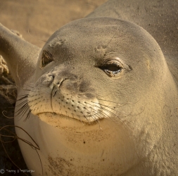 Monk Seal pup, Oahu