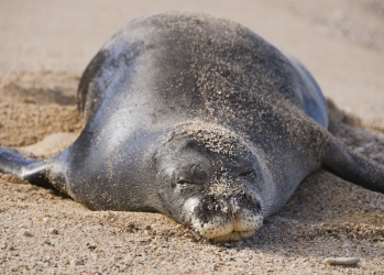 Female Hawaiian Monk Seal after weaning a young one