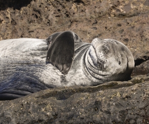 Juvenile Hawaiian Monk Seal catching rays, Oahu