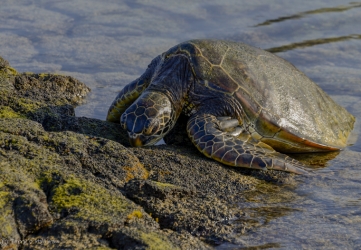 Pausing green sea turtle