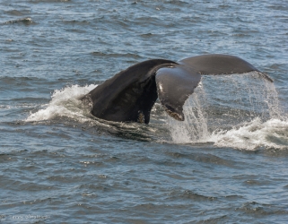 Humpback Whale, Cape Cod, Massachusetts