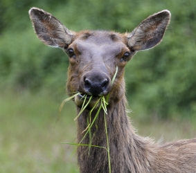 Elk in Northern California