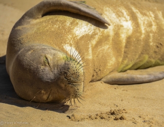 Monk Seal. Kaua‘i