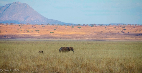 Elephant & Baby at Sunset