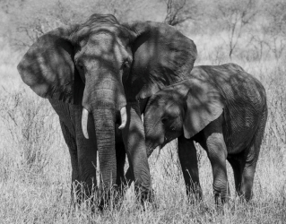 Mother & Young Elephant