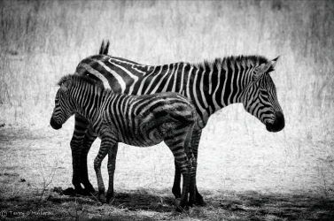 Zebra Family