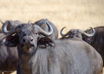 Alert Buffalo, Africa