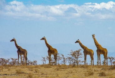 Four Giraffes, Serengeti