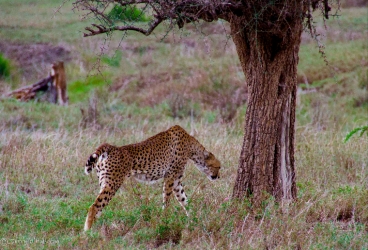 Cheetah by Tree