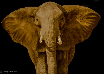 Elephant Portrait, Africa